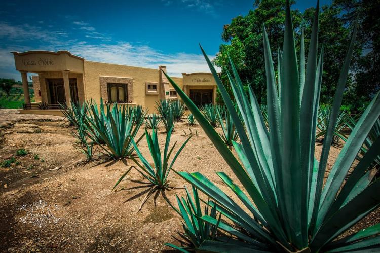 Agave, Tequila, Mexico