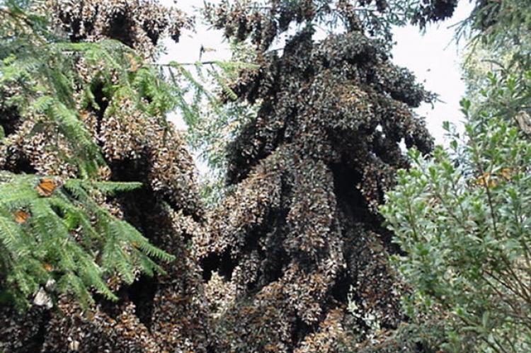 Overwintering monarchs cluster on oyamel trees in a preserve outside of Angangueo, Michoacan, Mexico