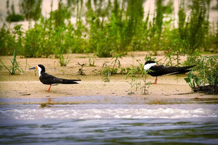 Birds of the Mato Grosso Pantanal 