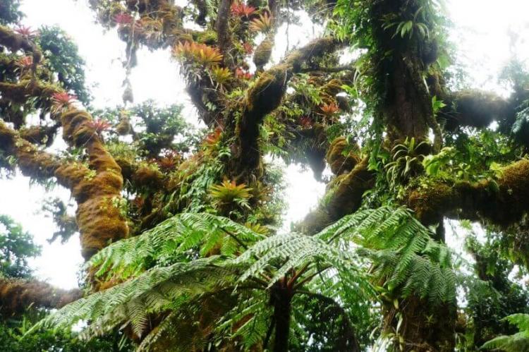 Cloud forest, Cocos Island, Costa Rica