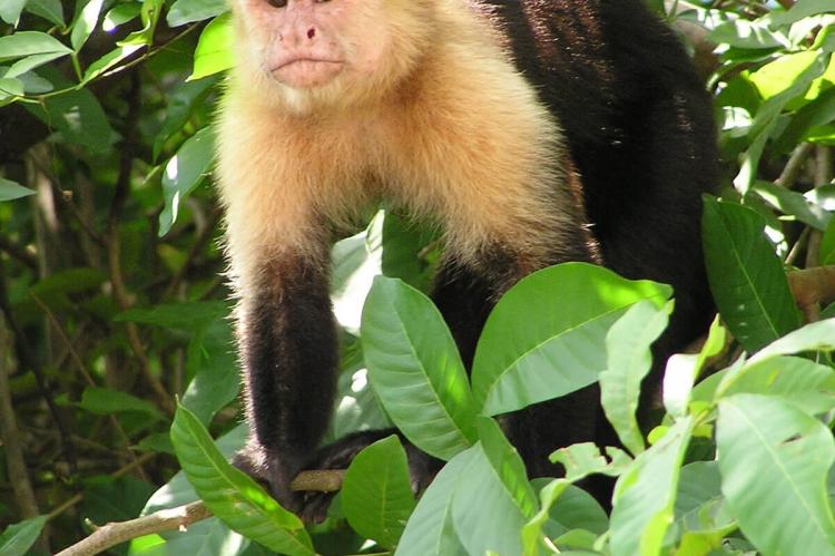 Capuchin, Guanacaste jungle, Costa Rica