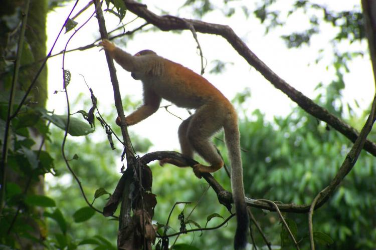 Central American Squirrel Monkey in Manuel Antonio National Park, Costa Rica