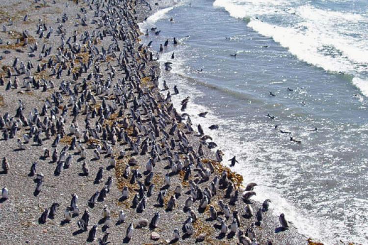 Penguin colony at the Punta Tombo reservoir, Chubut, Argentina