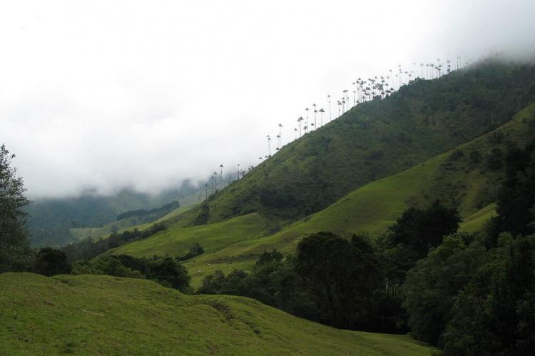 Cocora valley, Coffee Area, Colombia