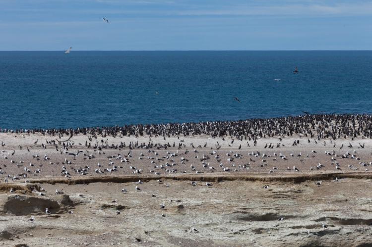 Cormorants and gulls, Monte León National Park, Patagonia, Argentina