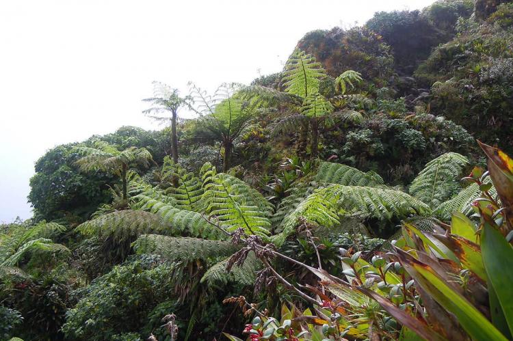 Cyathea arborea, La Soufrière, Guadeloupe