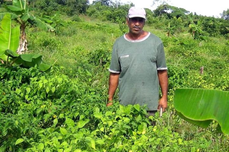 Farmer among his pepper plants, Tuschen, Guyana