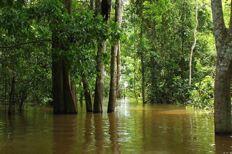 Flooded forest in Jaú National Park, Brazil
