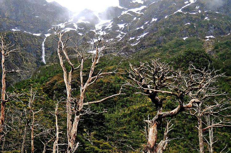 Forest landscape, Queulat National Park, Aysén, Chile