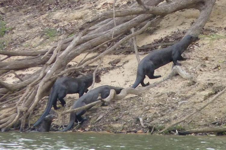 Four giant otters (Pteronura brasiliensis) emerge from the water on a riverbank in the Araguaia wetlands of central Brazil