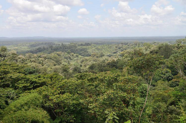 Tropical forest view towards Cacao, French Guiana
