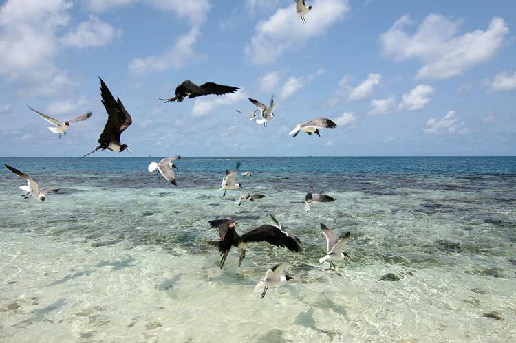 Frigatebirds and Laughing Gulls, Silk Caye, Belize