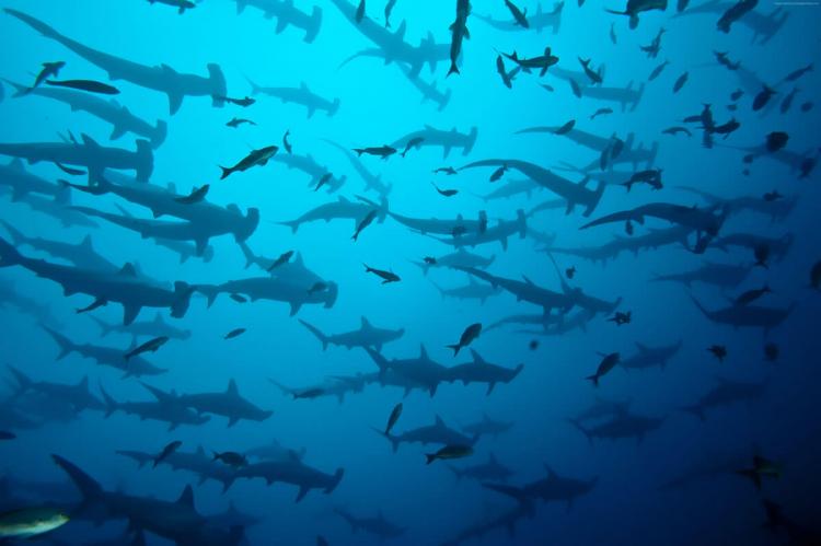 Scalloped Hammerhead Sharks, Cocos Island National Park, Costa Rica