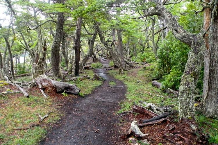Hiking trail in Tierra del Fuego National Park, Argentina