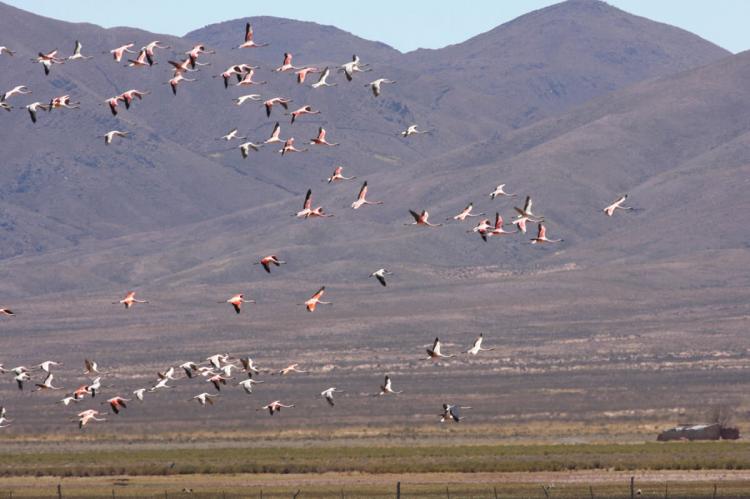 South American Flamingos at Laguna de los Pozuelos, Argentina