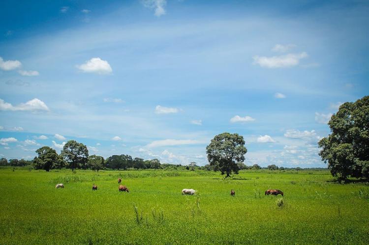 Landscape of the Mato Grosso Pantanal, Brazil