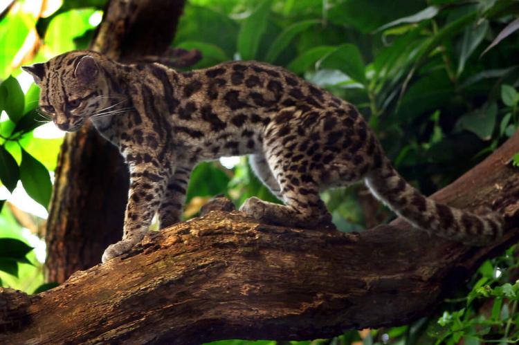 Margay cat (Leopardus wiedii)