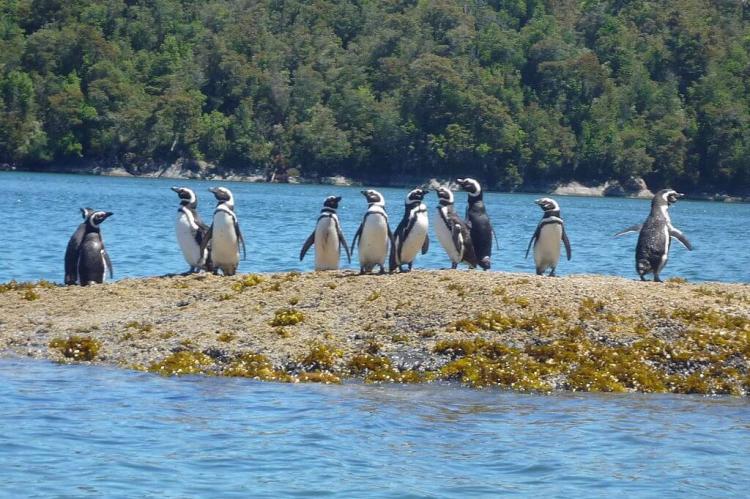 Magellanic Penguins at Tic Toc Bay, Chile