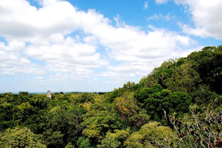 Maya Biosphere Reserve, Guatemala