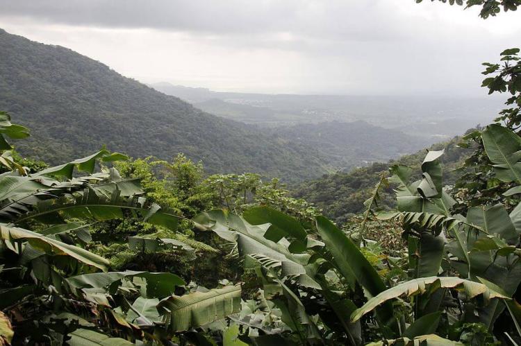 The tropical rainforest of the El Yunque national forest, eastern Puerto Rico