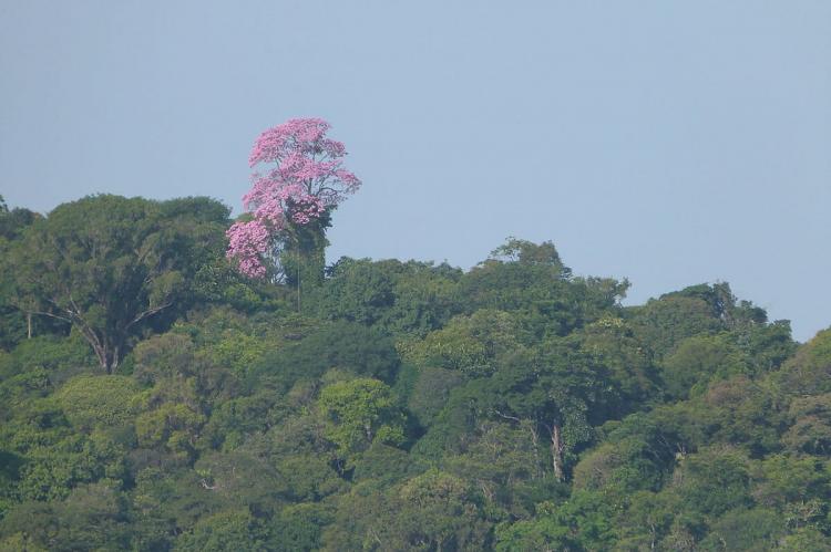 A tree in flower in the canopy of the tropical forest of French Guiana
