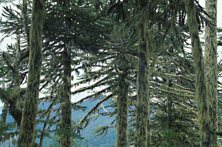 Araucarien-Wald, Villarrica National Park, Regionen Araucania / Los Lagos, Chile