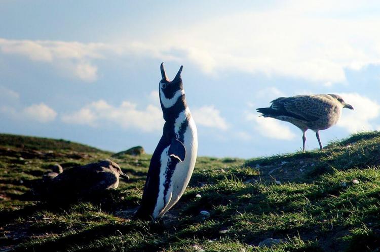 Magellanic Penguin (Spheniscus magellanicus) and gulls on Isla Magdalena, Strait of Magellan