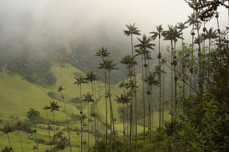 Quindío wax palms, Cocora Valley, Quindío, Colombia