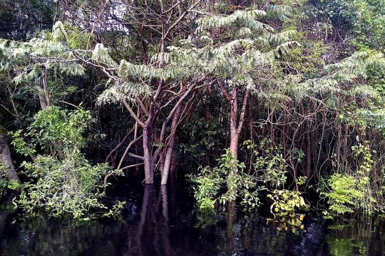 Igapó forest in Anavilhanas National Park, Rio Negro, Novo Airão, Amazonas, Brazil