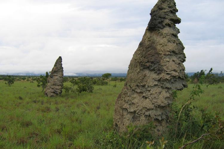 Anthills in northwestern Rupununi, Guyana, with the Kanuku Mountains in the distance