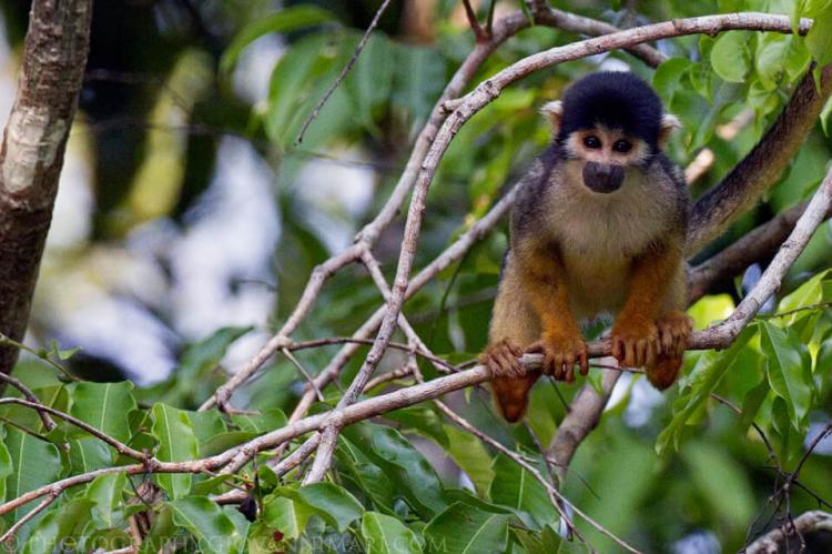 Black-headed squirrel monkey (Saimiri vanzolinii) in Mamiraua Reserve, Amazonas, Brazil