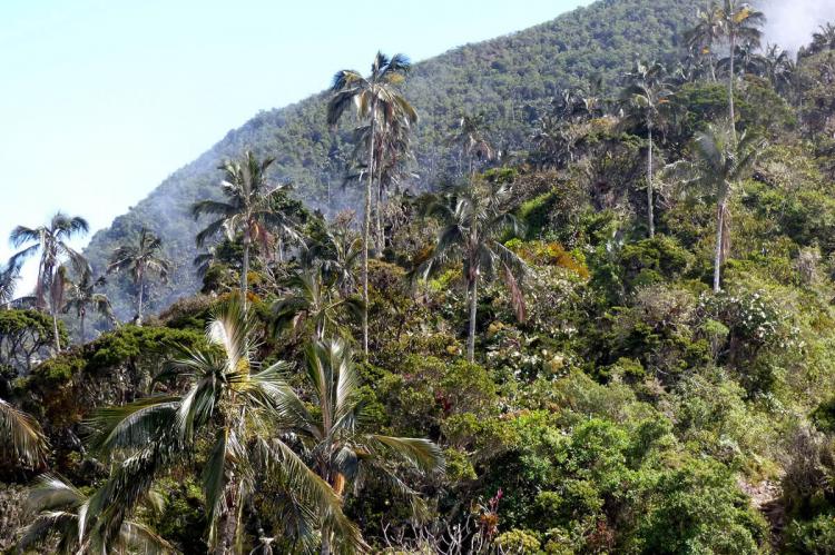 Wax palm of the Sierra Nevada de Santa Marta, Colombia