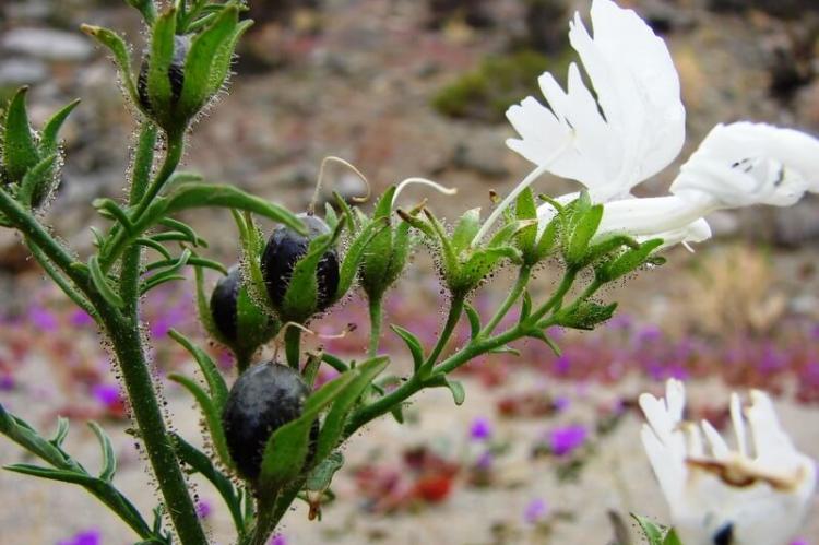 Solanaceae - Schizanthus candidus Lindl - Llanos de Challe National Park, Región de Atacama, Chile