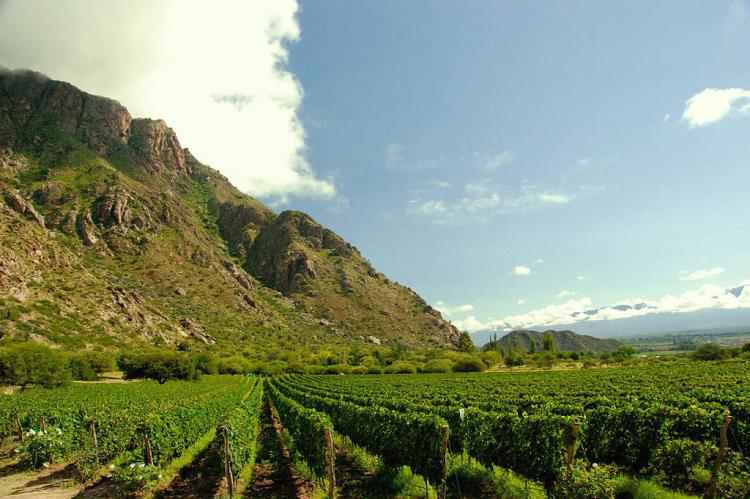 Vineyards near Cafayate, Salta Province, Argentina