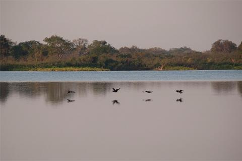 Flock of biguás flying over Laguna Oca, Argentina