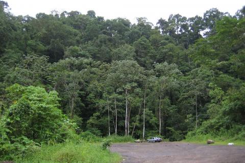 Forest near San Ramón, Costa Rica