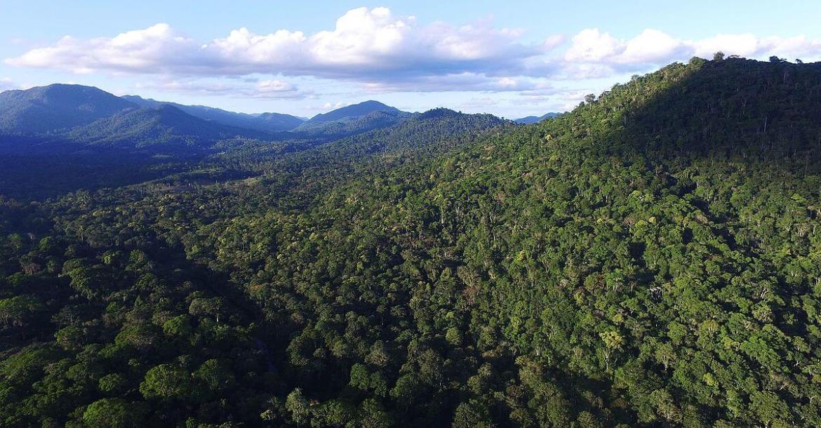 Aerial view of Atlantic Forest vegetation, Camacan, Bahia, Brazil