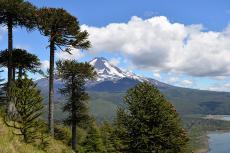 Conguillío National Park - Araucarias Biosphere Reserve (Chile)