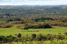Colombia's eastern plains, or Llanos.