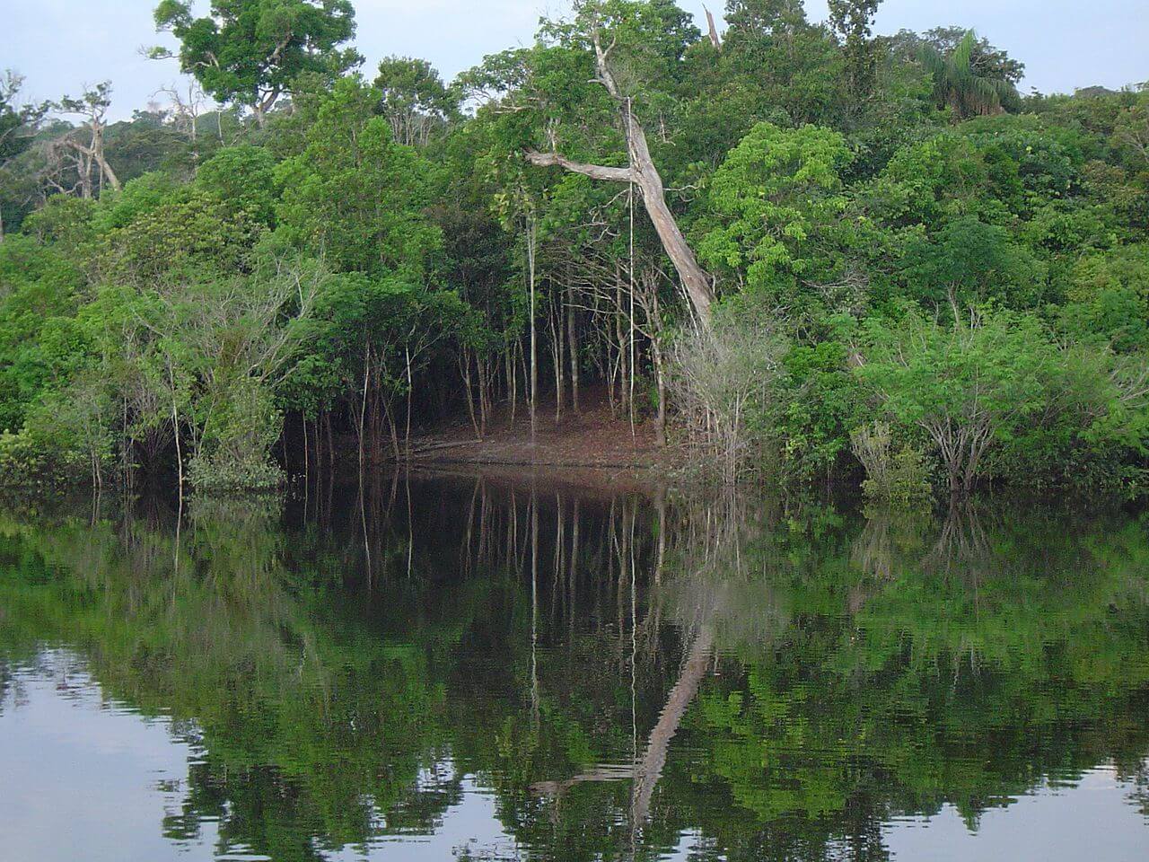 Amazônia: Guardian of Biodiversity & Lifeline of the Earth | LAC Geo