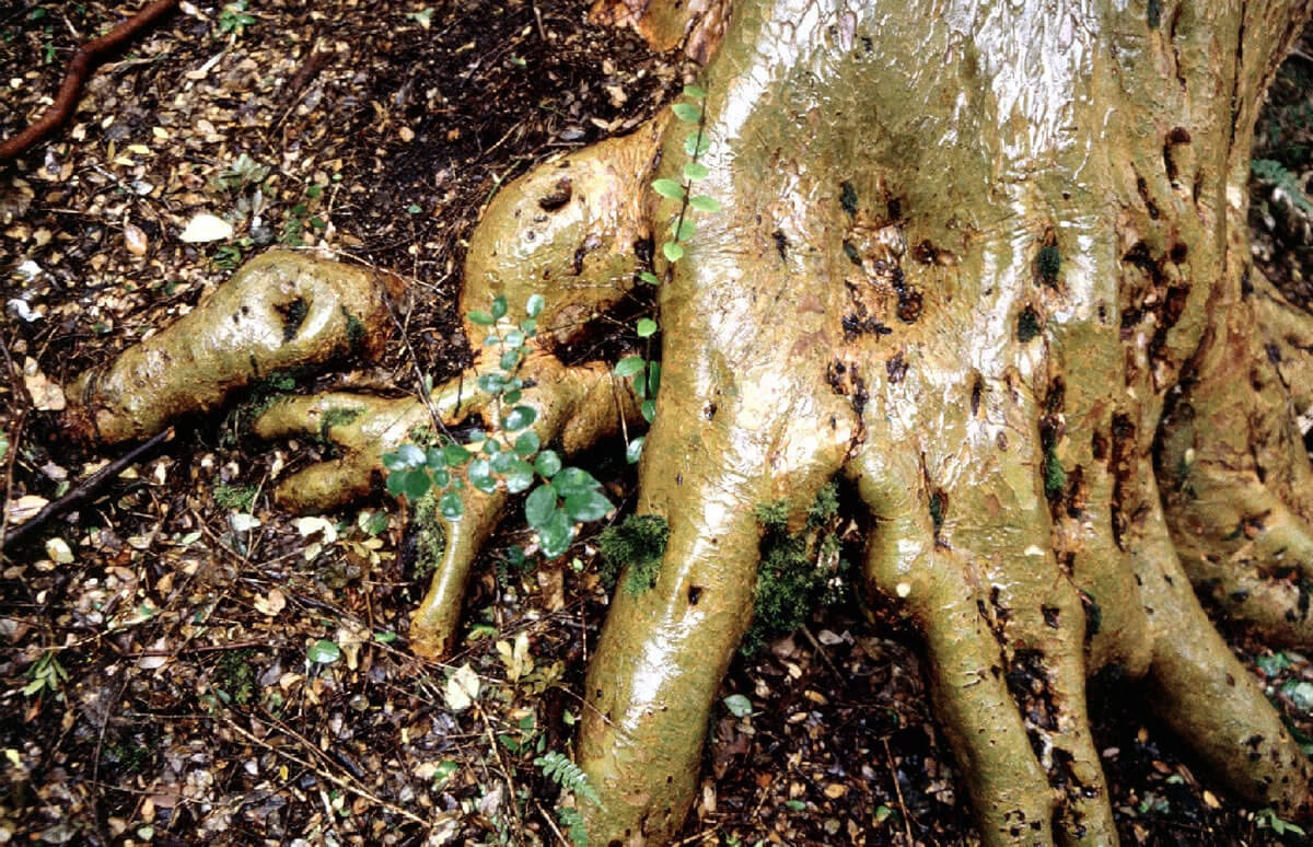 Los Arrayanes National Park: A Jewel of Patagonia | LAC Geo