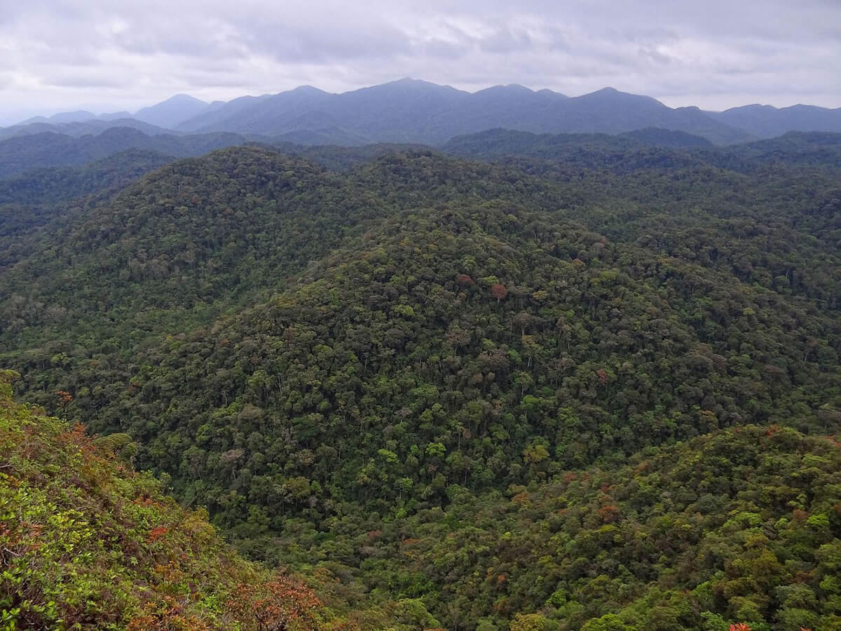 Atlantic Forest Southeast Reserves (Brazil)