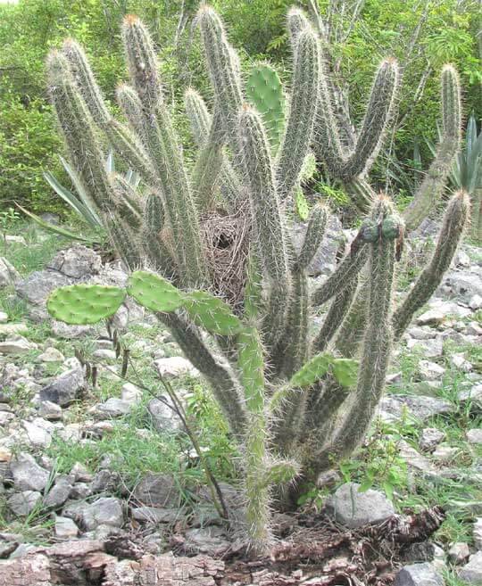 The Yucatán Dry Forests: A Unique Island of Biodiversity | LAC Geo