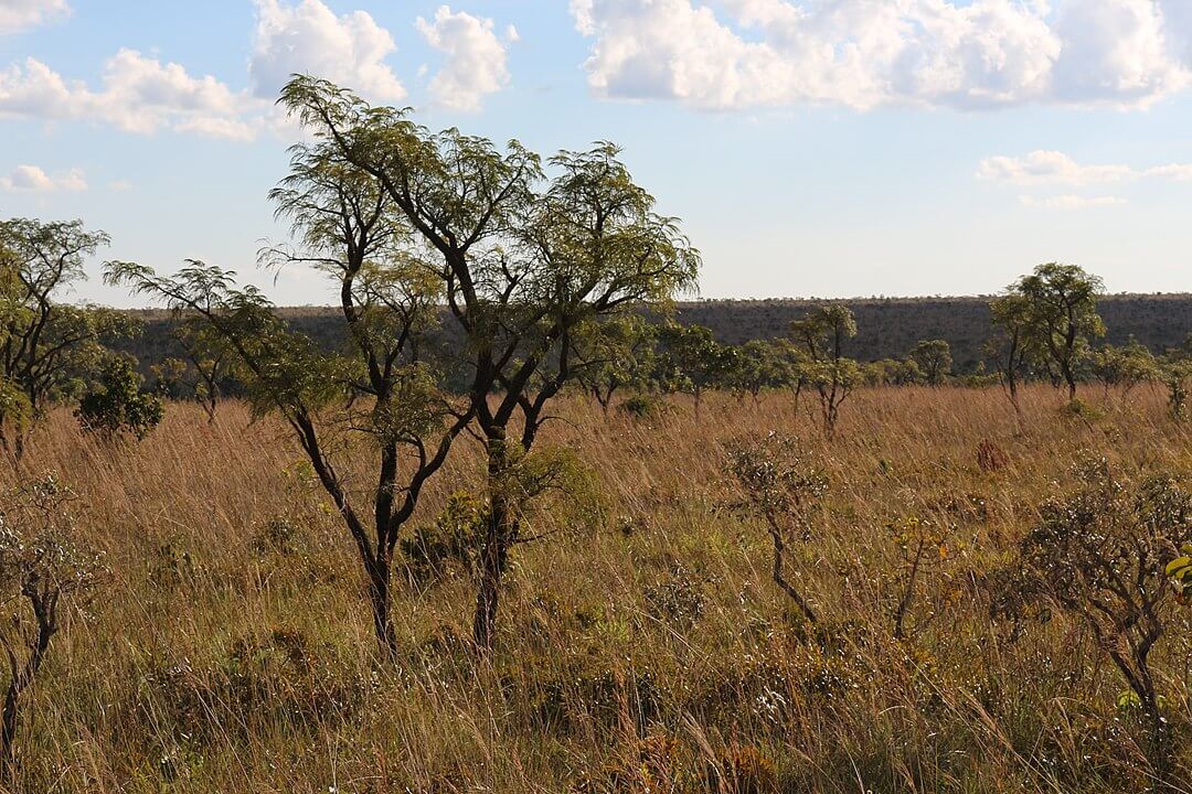 Pantanal Biosphere Reserve (Brazil) | LAC Geo