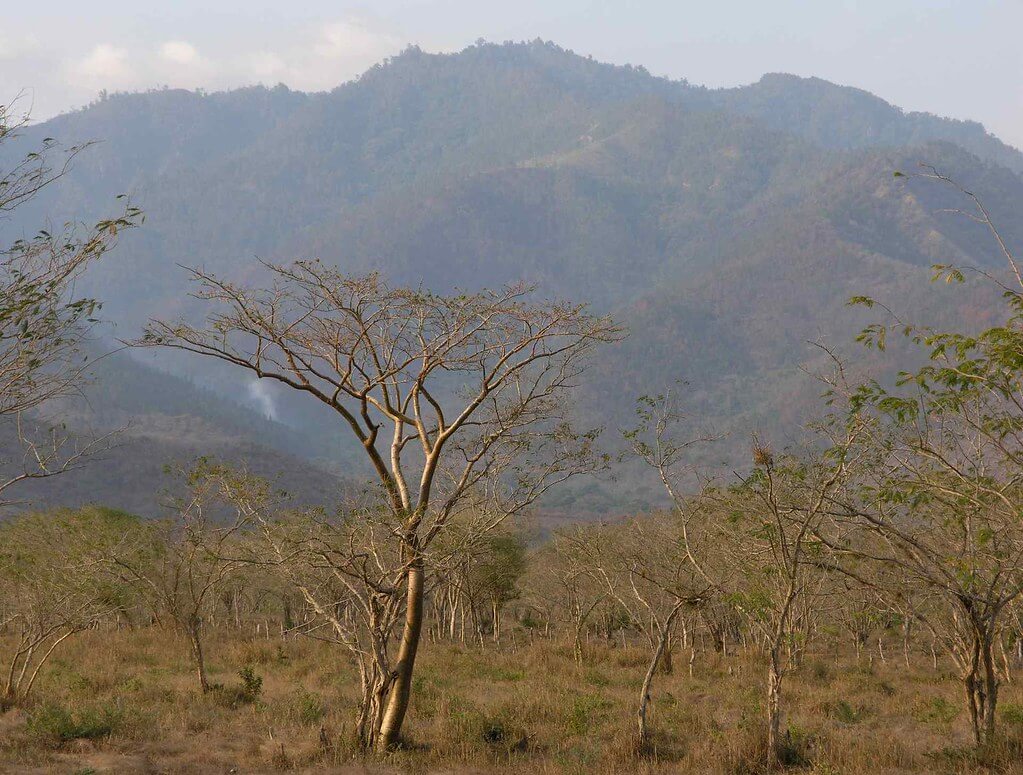 Central American Dry Forests: Diversity Amidst the Dry Seasons | LAC Geo