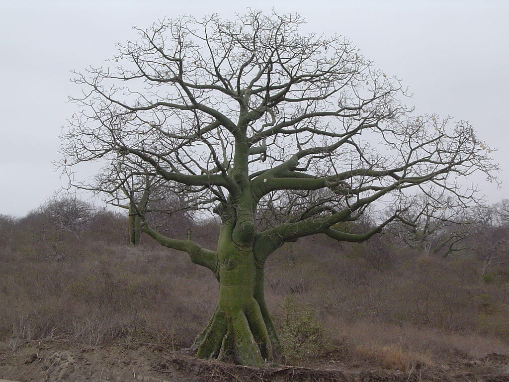 Bosque Seco Biosphere Reserve: Natural Splendor & Cultural Heritage ...