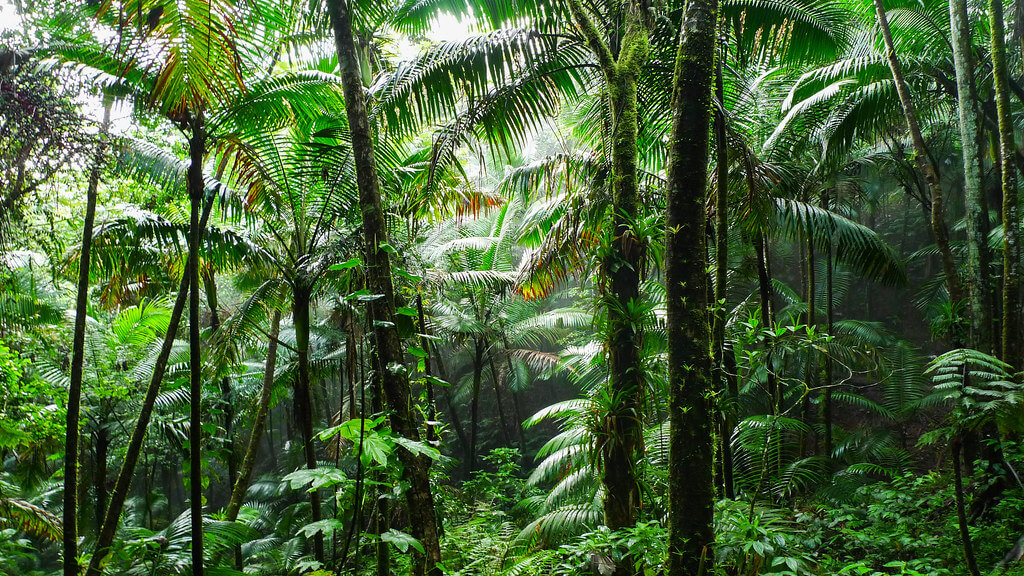 El Yunque: The Heart of Puerto Rico's Tropical Wilderness | LAC Geo