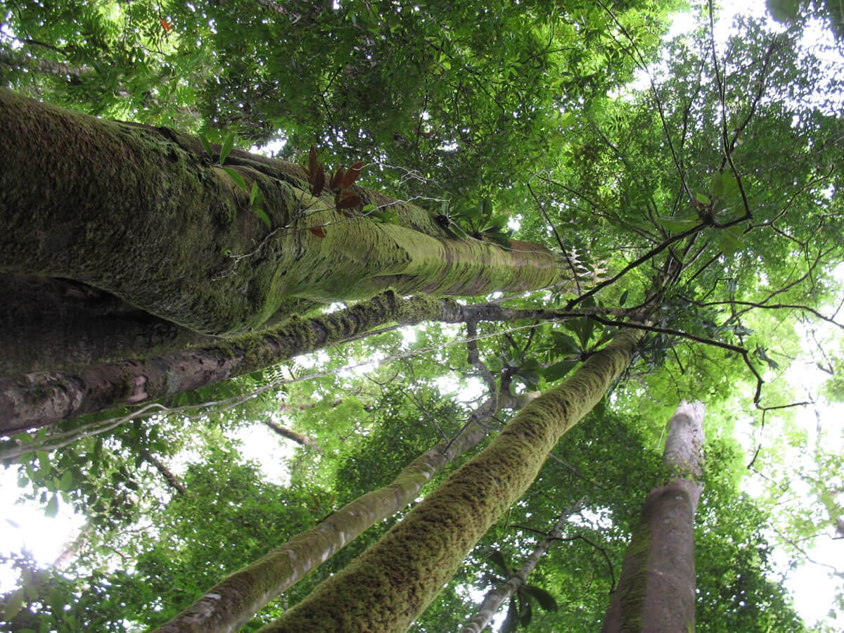 Piedras Blancas National Park (Costa Rica) | LAC Geo