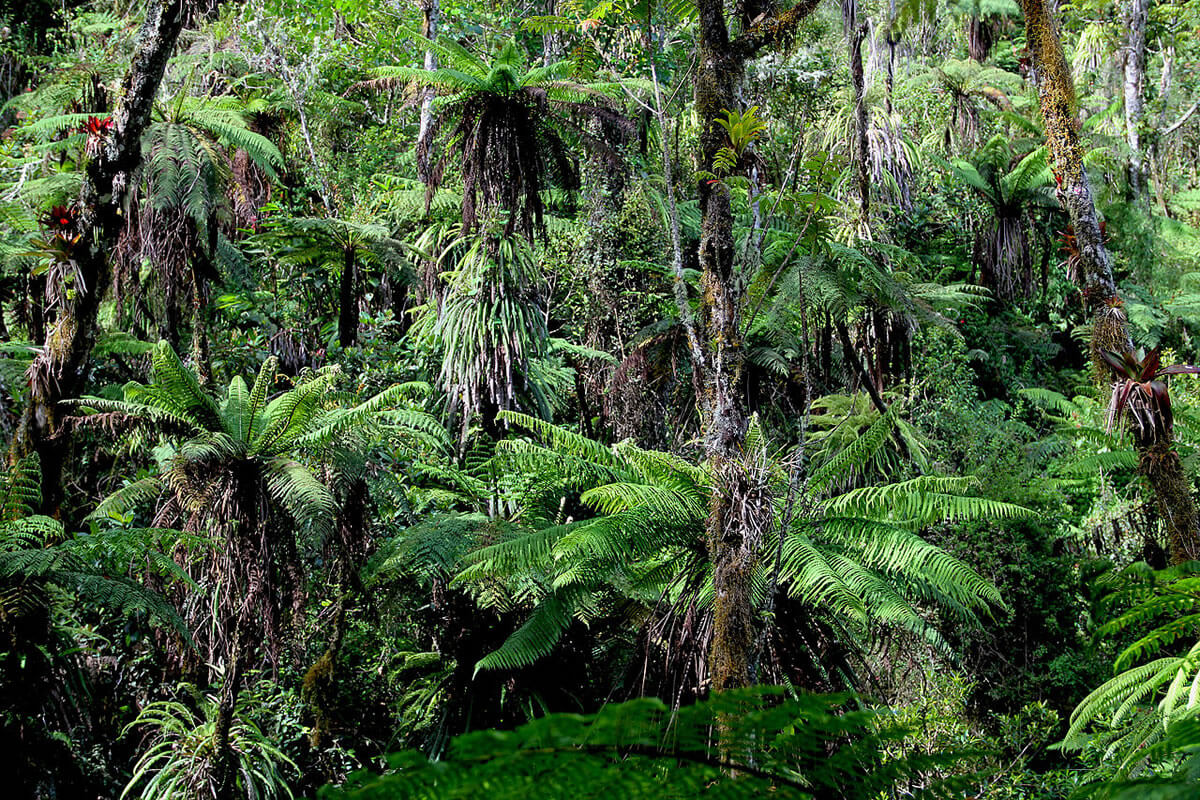 Grande Colline National Park: A Biodiverse Sanctuary in Haiti | LAC Geo