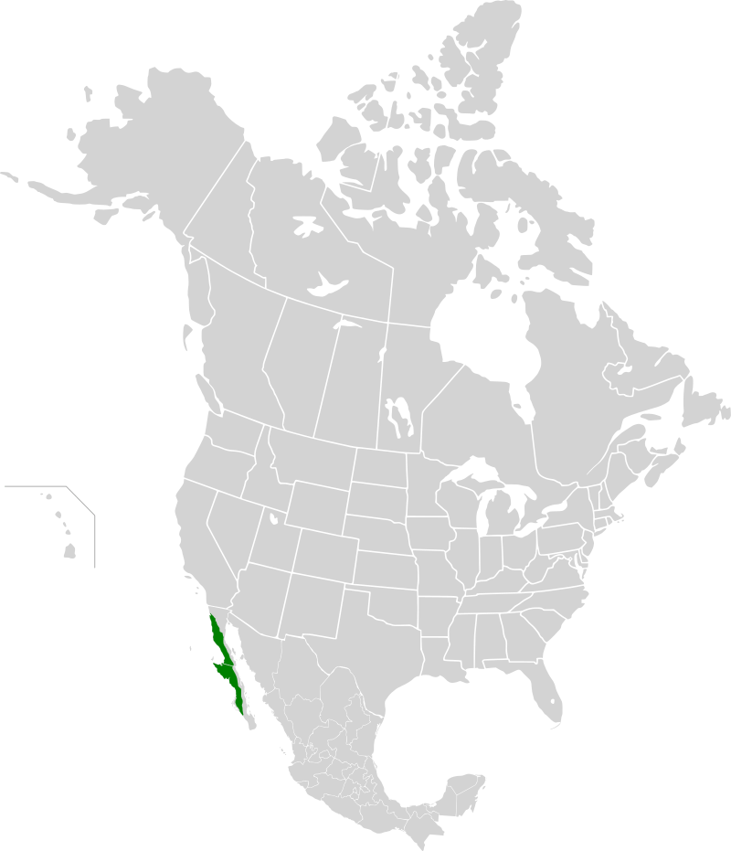 Map depicting the approximate area of the Baja California Desert ecoregion on the Baja California Peninsula (in green)